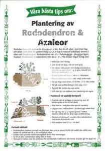 10. Plantering av rododendron