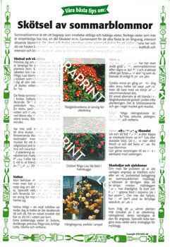 16_skoetsel_av_sommarblommor Skötsel av sommarblommor