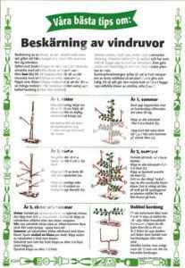 3. Beskärning av vindruvor