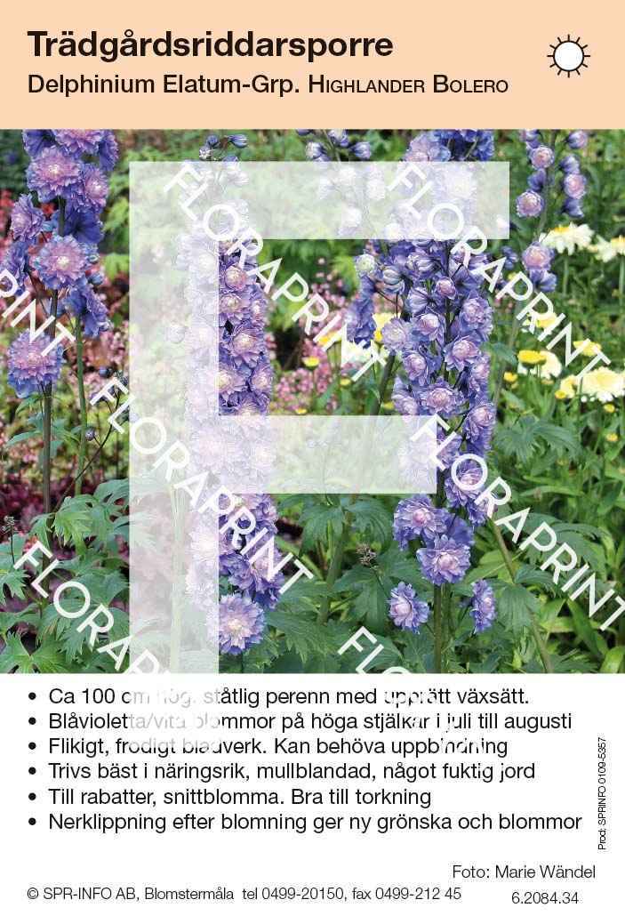 Delphinium Elatum-Grp Highlander Bolero