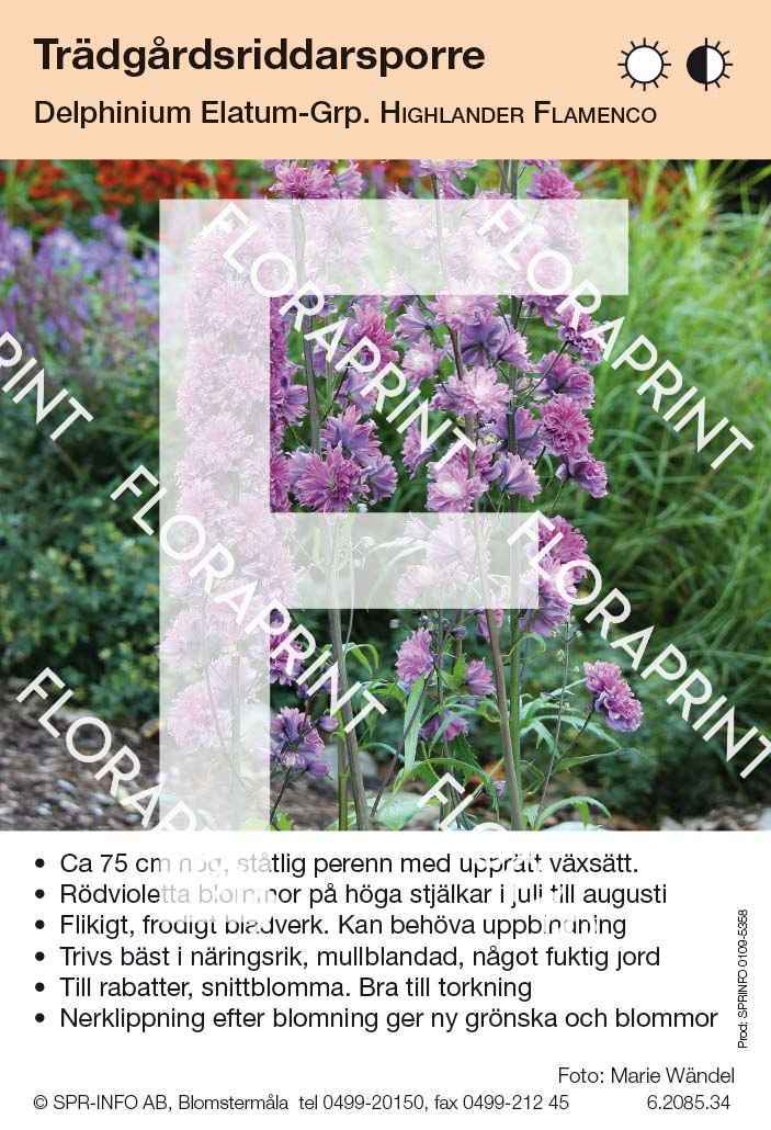 Delphinium Elatum-Grp Highlander Flamenco