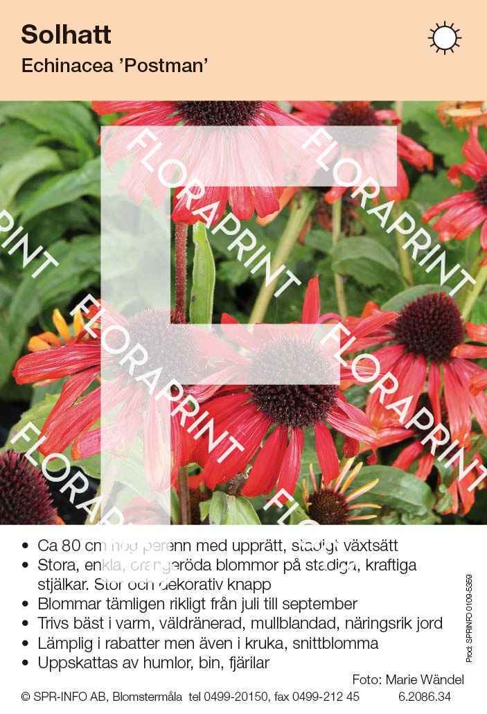 Echinacea Postman