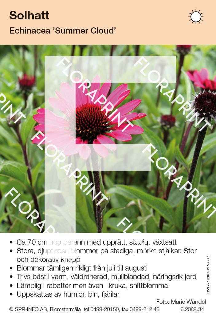 Echinacea purpurea Summer Cloud