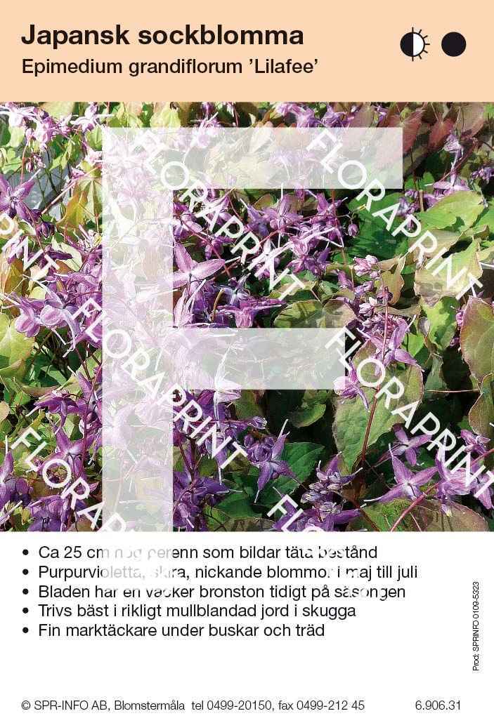 Epimedium grandiflorum Lilafee