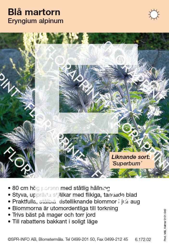 Eryngium alpinum