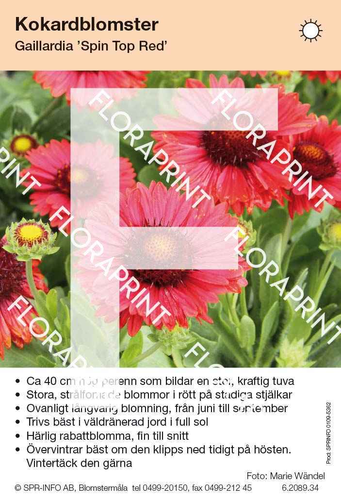 Gaillardia Spin Top Red