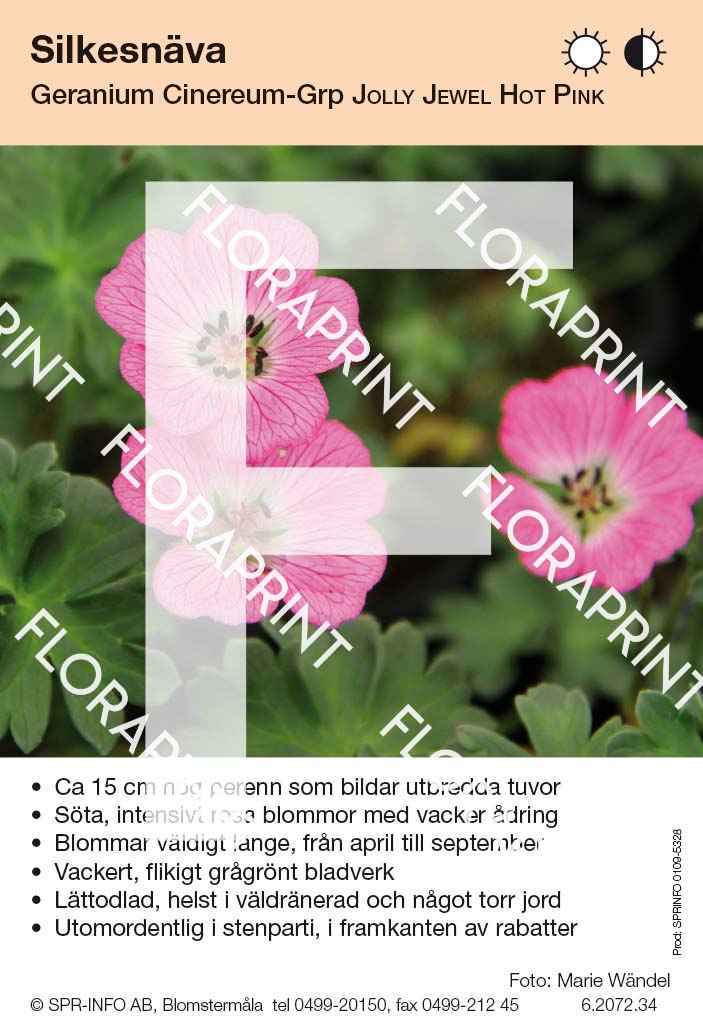 Geranium cinereum Jolly Jewel Hot Pink