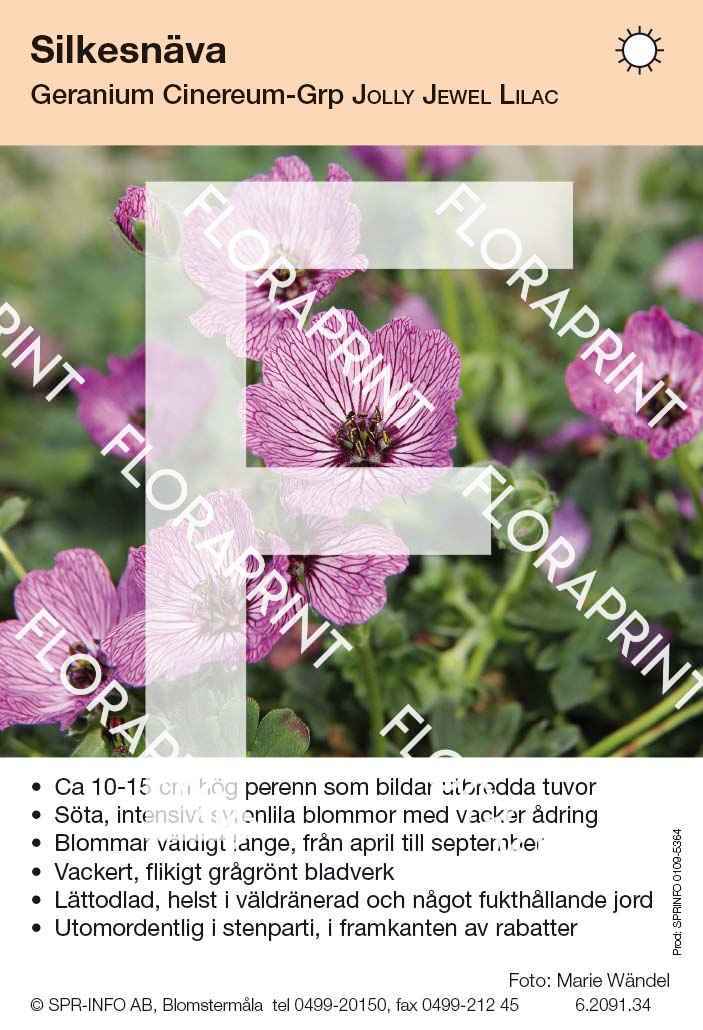 Geranium cinereum Jolly Jewel Lilac