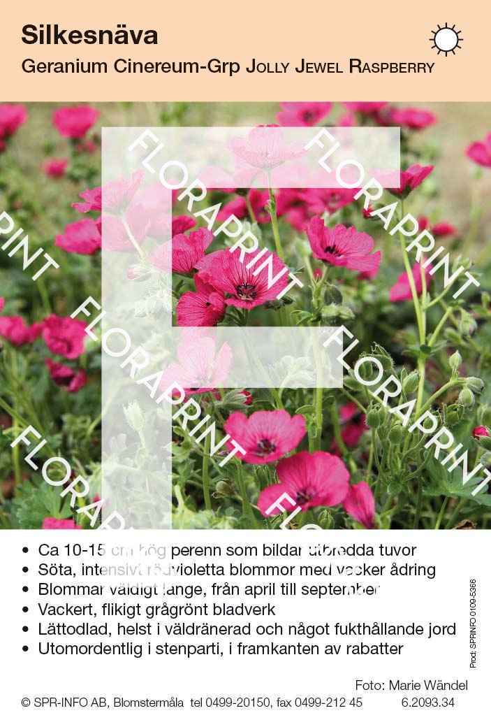 Geranium cinereum Jolly Jewel Raspberry