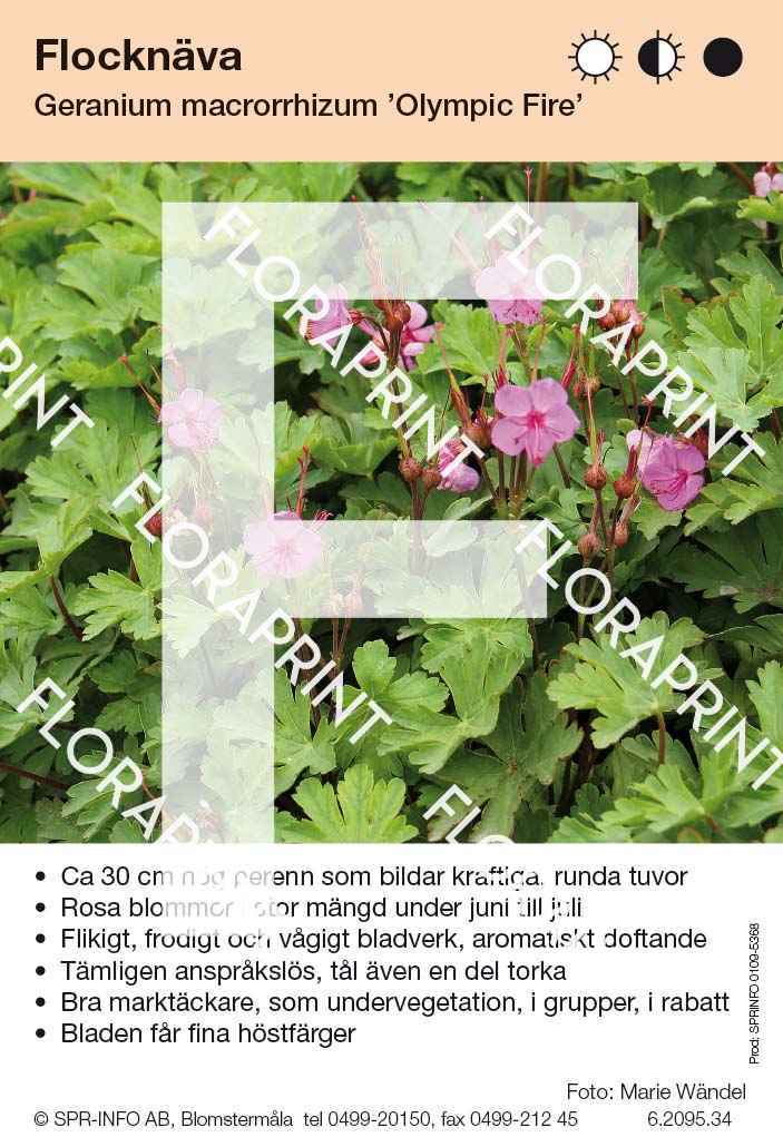 Geranium macrorrhizum Olympic Fire
