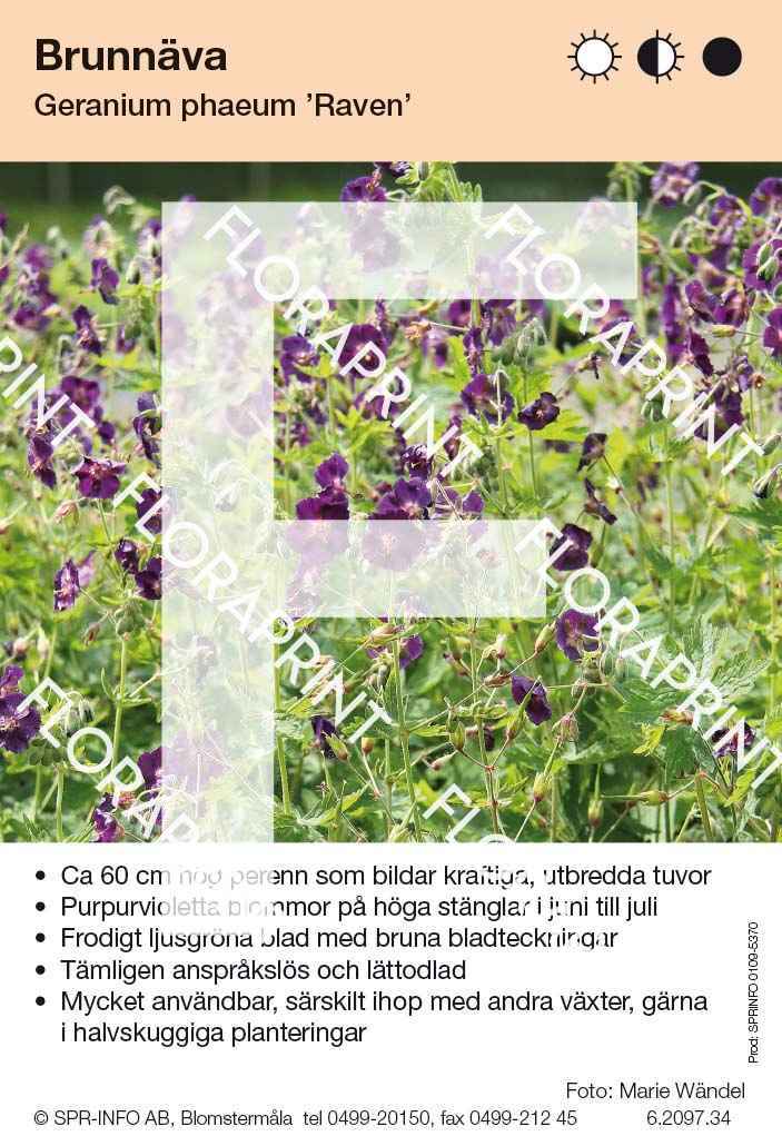 Geranium phaeum Raven