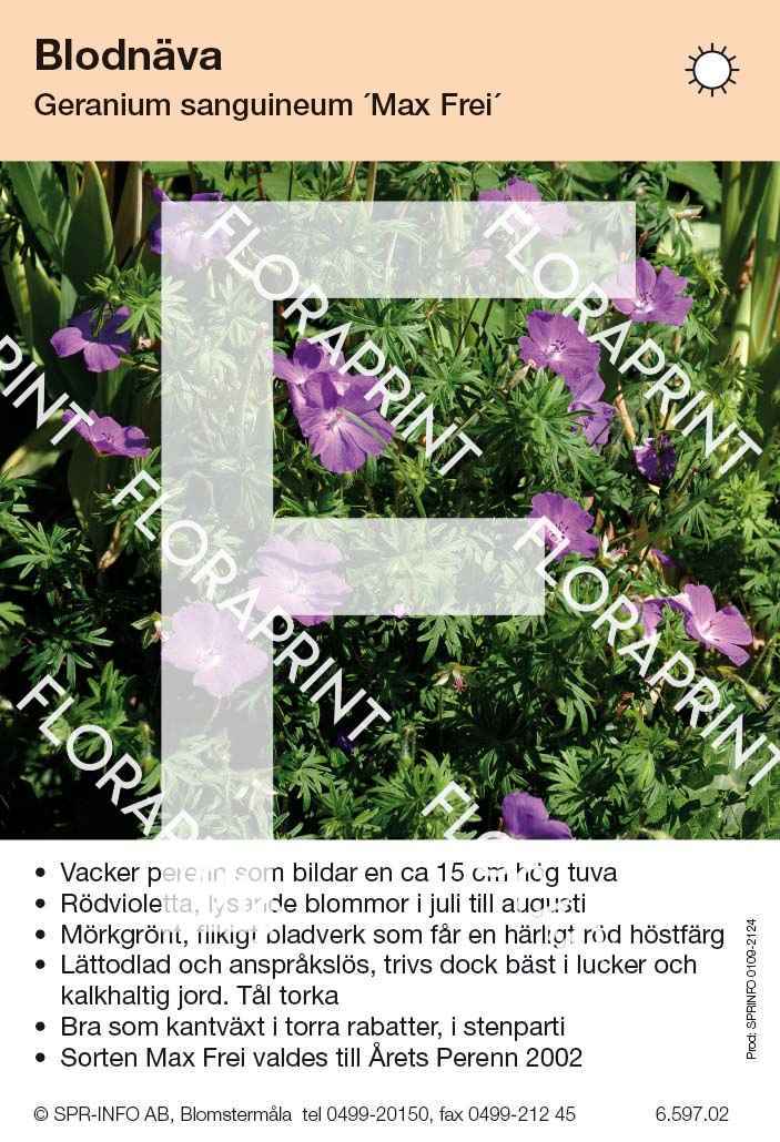 Geranium sanguineum Max Frei