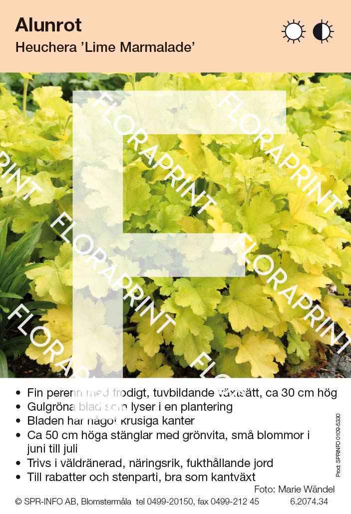 Heuchera Lime Marmalade