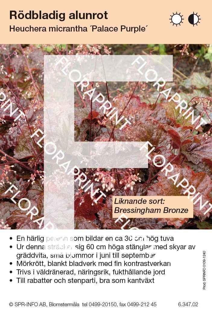 Heuchera micrantha Palace Purple (sorter:)