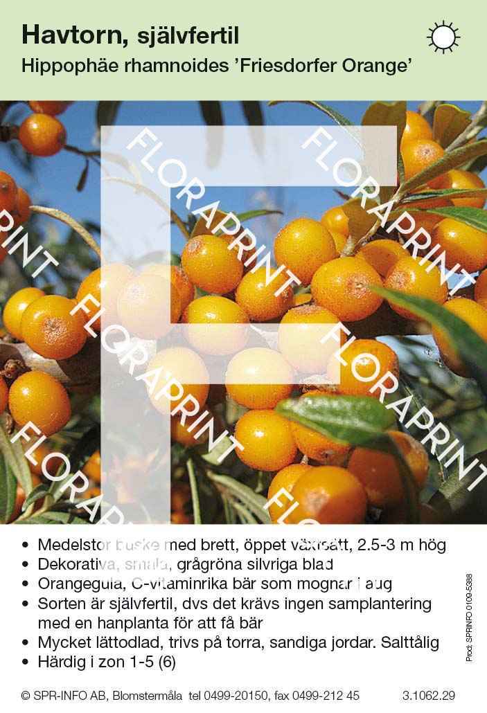 Hippophaë rhamnoides Friesdorfer Orange