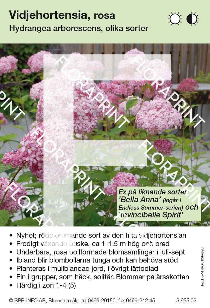 Hydr arb rosa allmän Hydrangea arborescens rosa (sorter)