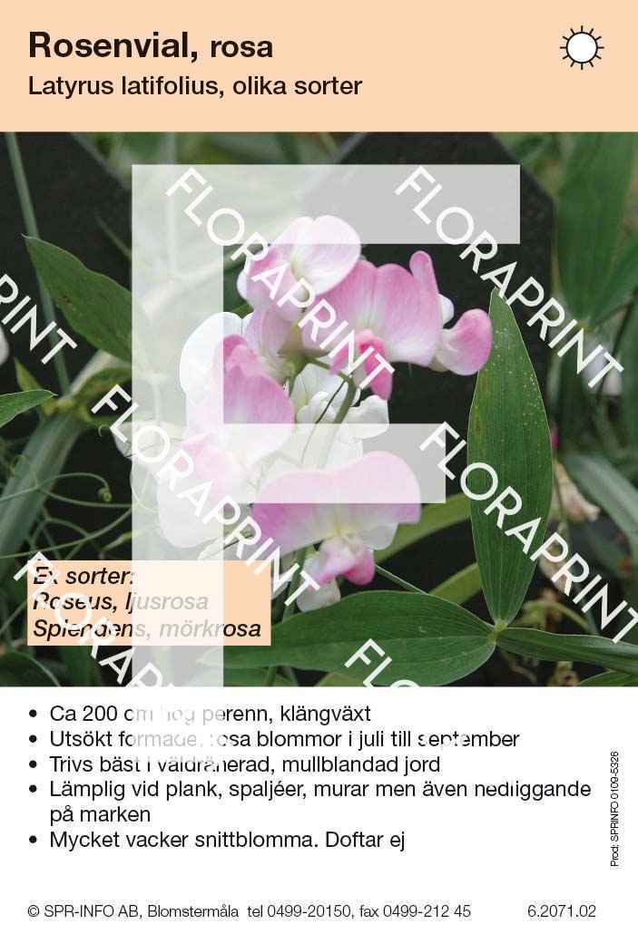 Lathyrus latifolius, rosa (sorter:)