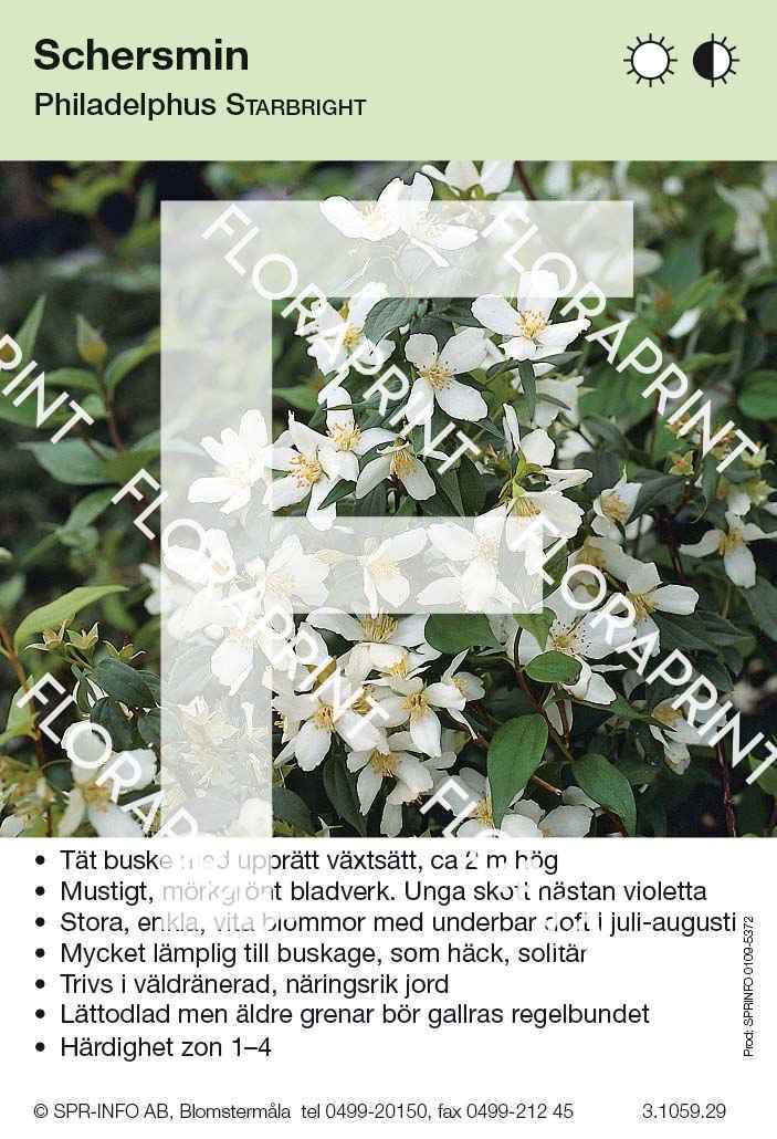 Philadelphus Starbright