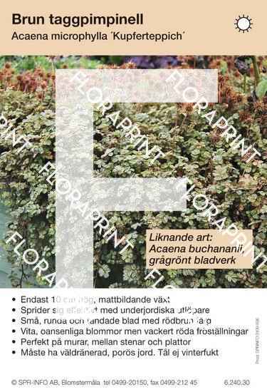 acaena_microphylla_kupferteppich_sorter Acaena microphylla Kupferteppich (sorter:)