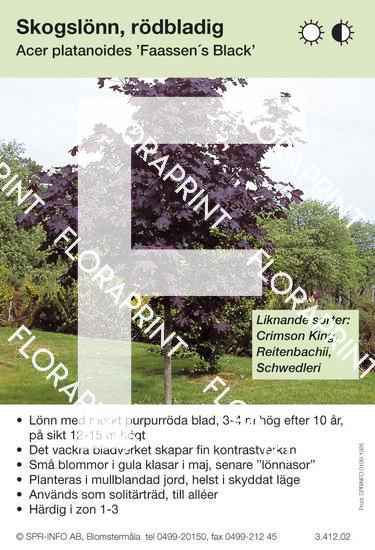 Blomkort 1901-1950.indd Acer platanoides Faasens Black (sorter)