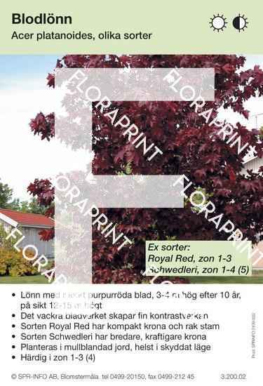 Acer platanoides rödbl (sorter:)