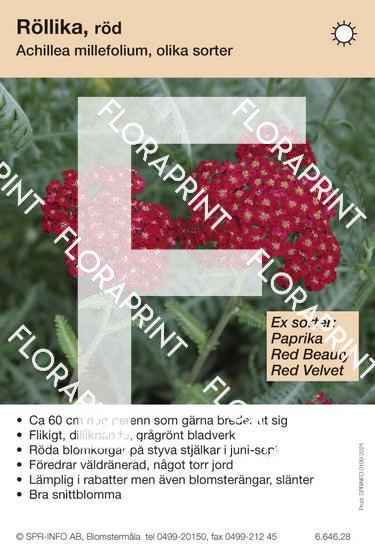 Achillea millefolium (röd) sorter: