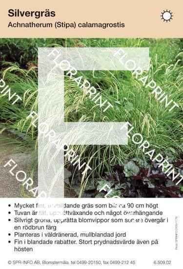 Achnaterum (Stipa) calamagrostis