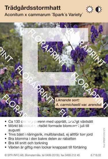 Blomkort s 1271-1330.indd Aconitum cammarum Spark´s Variety (sorter:)