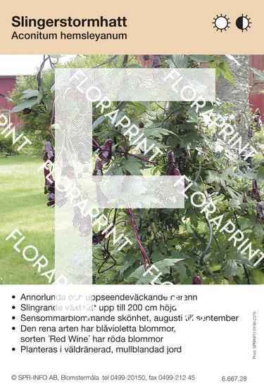 Aconitum hemsleyanum