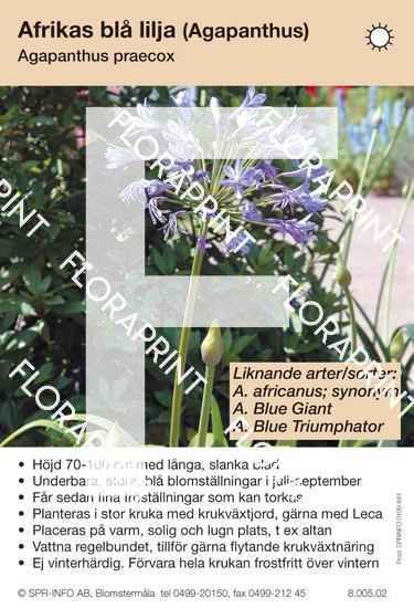 Agapanthus praecox, allmän, blå