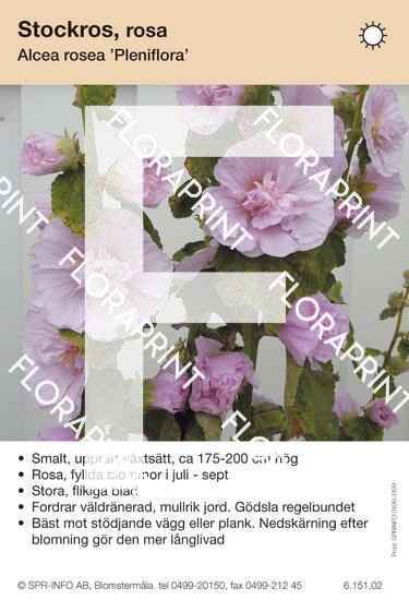Alcea rosea Pleniflora, rosa