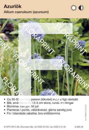Allium caeruleum (fd azureum)
