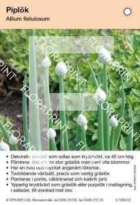 Allium fistulosum