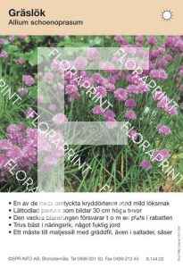 Allium schoenoprasum