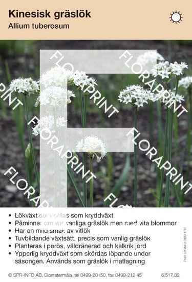 Allium tuberosum