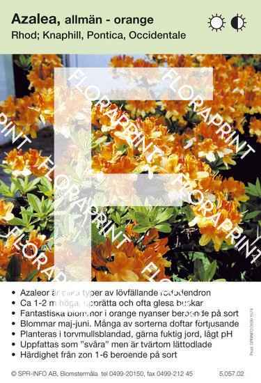 Allmän bild azalea, orange