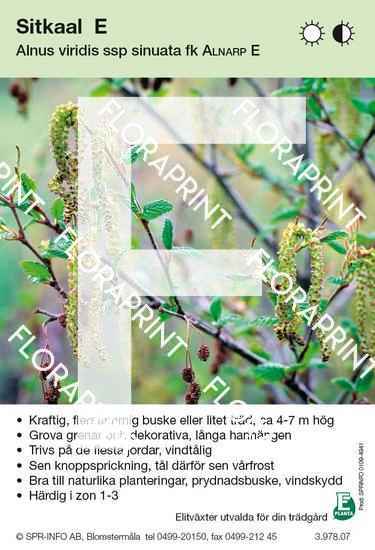 Alnus viridis Alnarp E