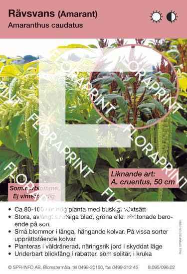 Amaranthus caudatus (likn art:)
