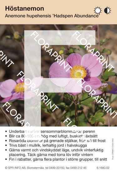Anemone hybrida Hadspen Abundance