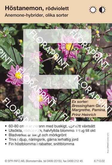 Anemone hybrider rödvioletta (sorter:)