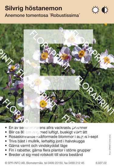 Anemone tomentosa Robustissima