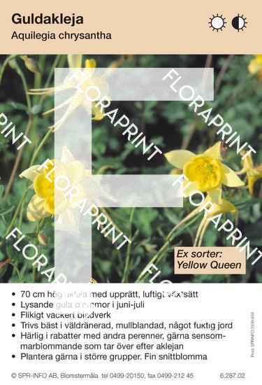 Aquilegia chrysantha, gul (sorter:)