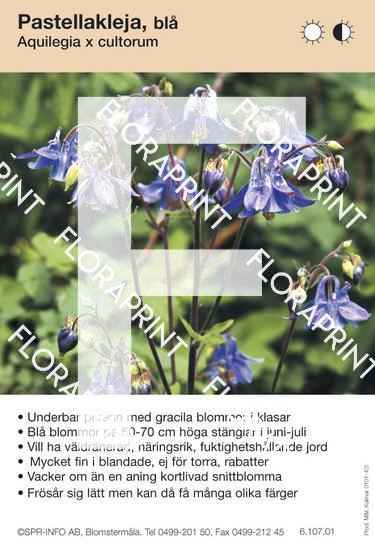 Aquilegia cultorum (blå)