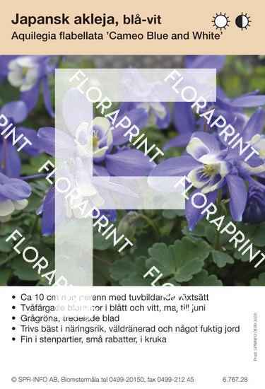 Aquilegia flabellata Cameo blå/vit