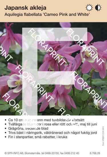 Aquilegia flabellata Cameo rosa/vit
