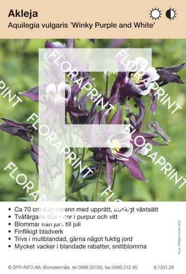 Aquilegia vulgaris Winky Purple and White