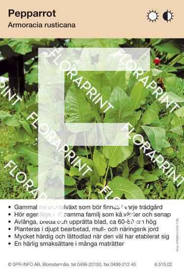 Armoracia rusticana