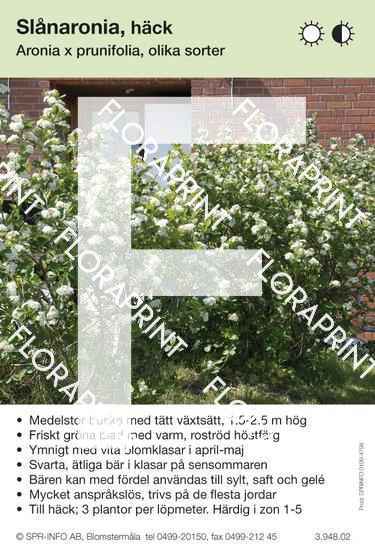 Aronia prunifolia allmän