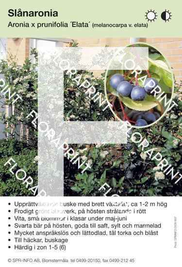 Aronia x prunifolia Elata