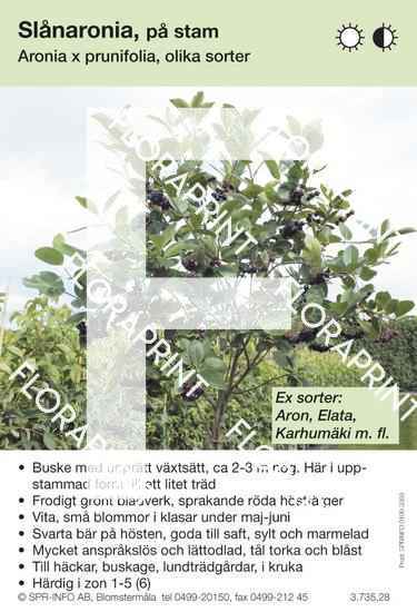 Aronia x prunifolia på stam